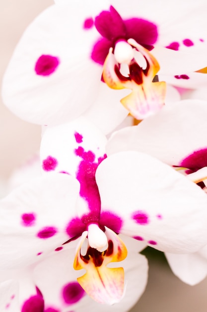 Photo close up of colorful orchid plants in full blossom.