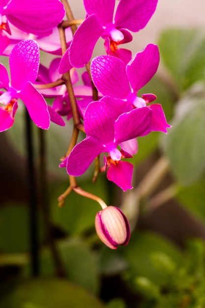 Close up of colorful orchid plants in full blossom.