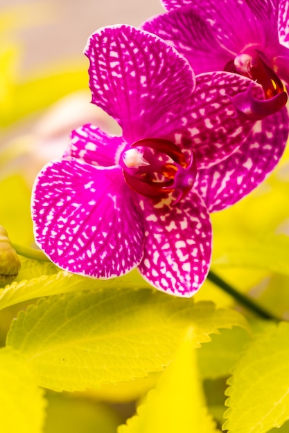 Close up of colorful orchid plants in full blossom.