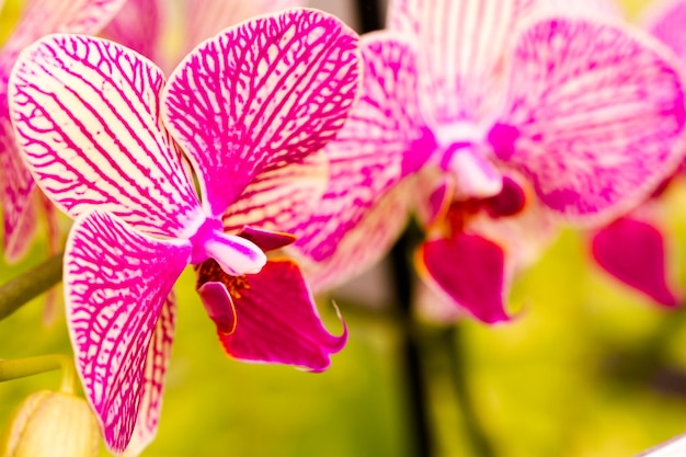 Close up of colorful orchid plants in full blossom.