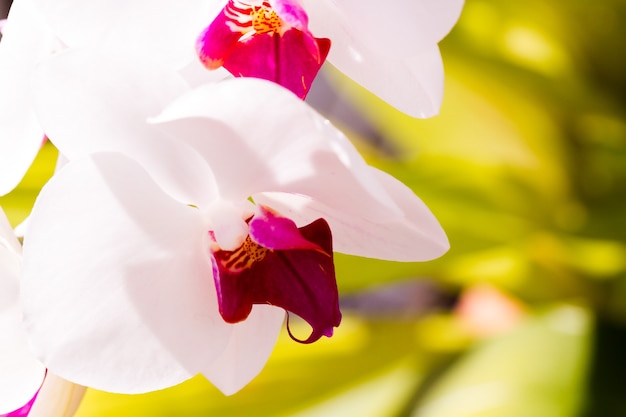 Close up of colorful orchid plants in full blossom.