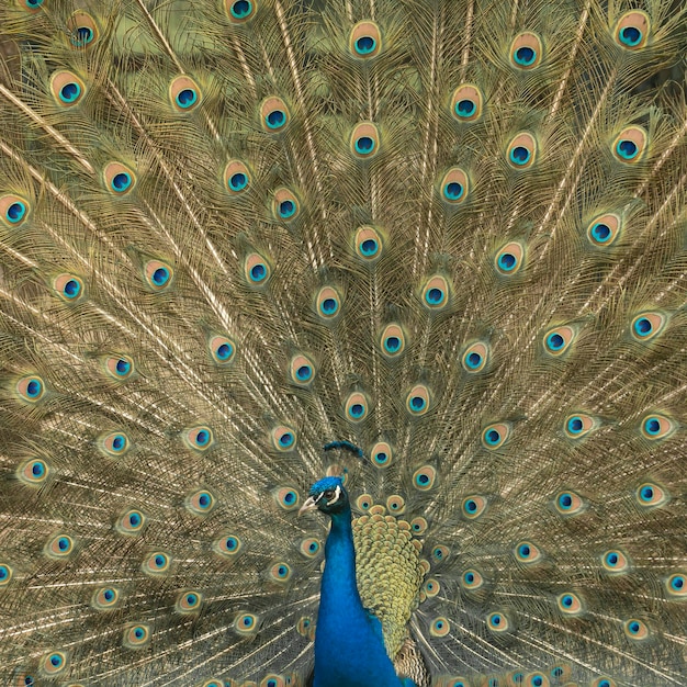 Close up of colorful peacock with his feathers fanned out