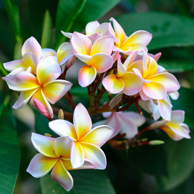 Close up of colorful plumeria blossom 