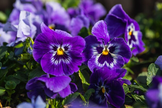 Close-up of colorful purple violets soft selective focus
