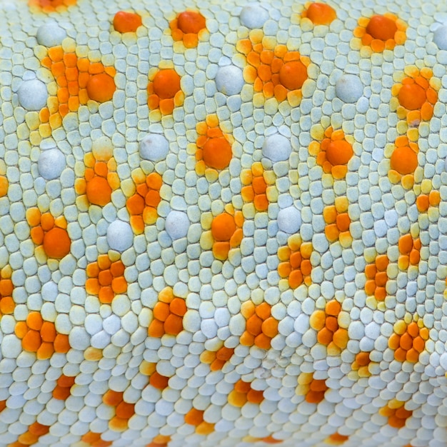 Крупный план на фоне текстуры кожи красочных рептилий