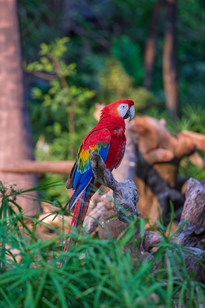 カラフルな緋色のコンゴウインコのオウムのクローズアップ