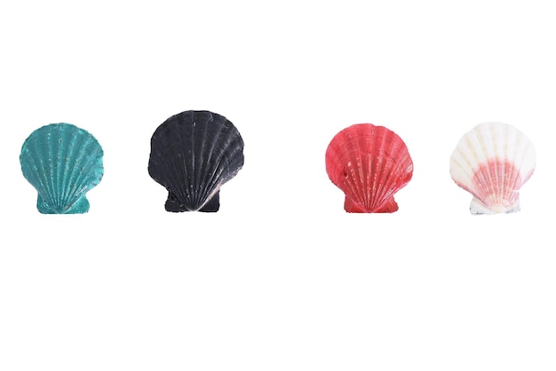 Close-up of colorful seashells over white background