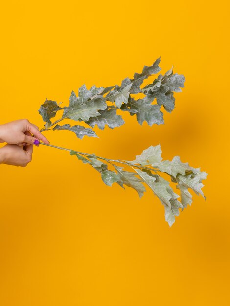 さまざまな花のゼリーが描かれたカラフルな春の花束をクローズアップ。