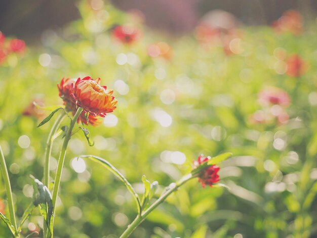 사진 다채로운 strawflower 또는 종이 데이지 꽃을 닫습니다