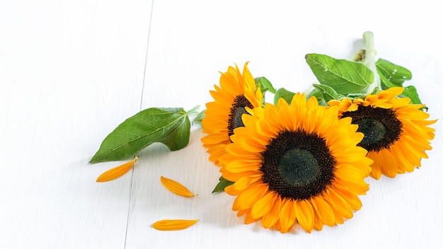 Close-up of colorful sunflowers