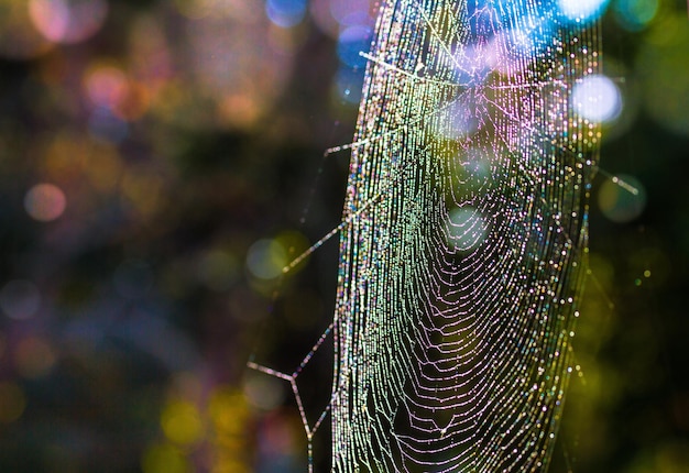 Close-up of colorful wet spider web during sunny day