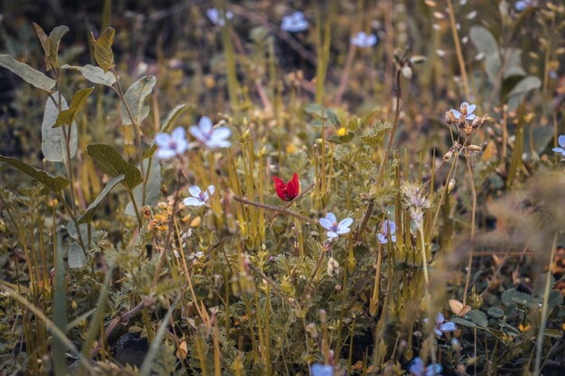 夏の草原のコンセプト写真でカラフルな野の花をクローズアップ