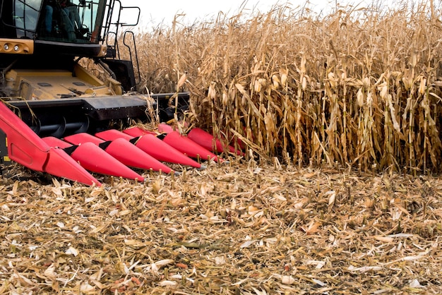 Close up of combine red harvester working in a corn field during harvest