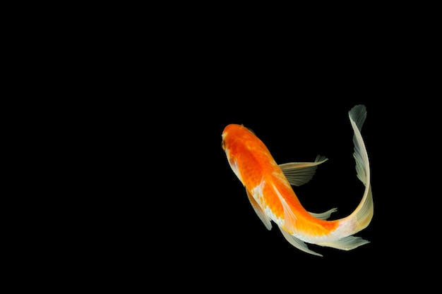 Close up Comet species goldfish High angle shot  black background