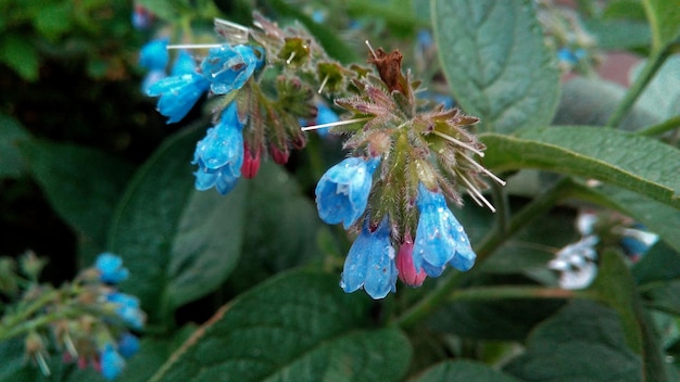 Foto close-up di comfrey in fiore nel parco