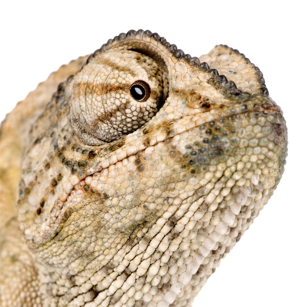 Close-up of Common Chameleon, Chamaeleo chamaeleon isolated