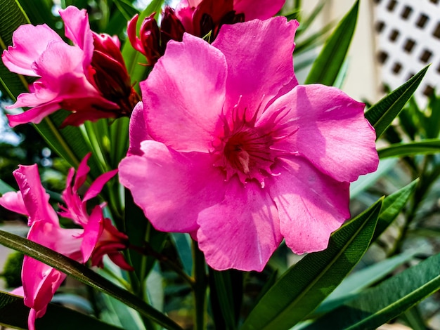 close up of common flower in bloom High quality photo