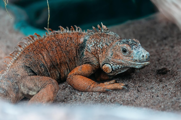 Close up common green iguana in a terrarium