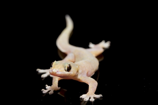 Photo close-up common house gecko