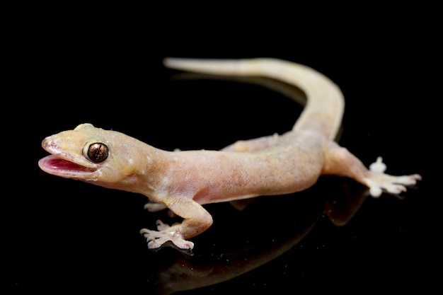 Close-up common house gecko