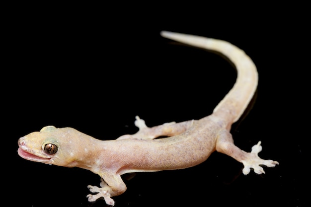 Close-up common house gecko