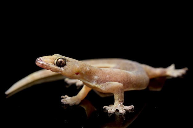 Photo close-up common house gecko