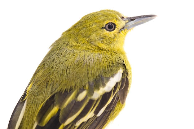 Close-up of common iora bird