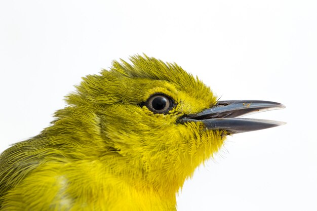 Close-up of common iora bird