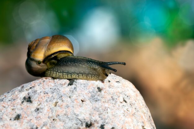 Close up on common snail