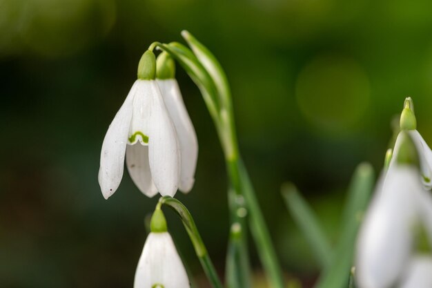 Close up of common snowdrops in bloom