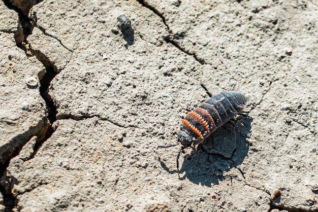 지상에 있는 일반적인 woodlouse(Oniscus asellus)의 클로즈업