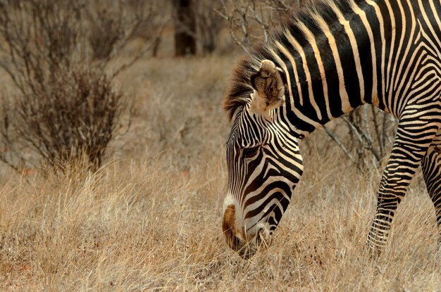 Photo close-up of common zebra