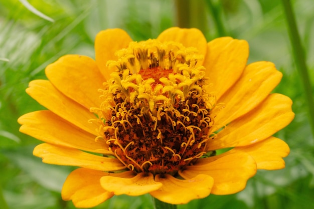 Close up of a common zinnia