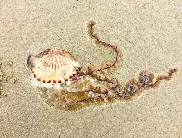 Close-up of compass jellyfish on sand