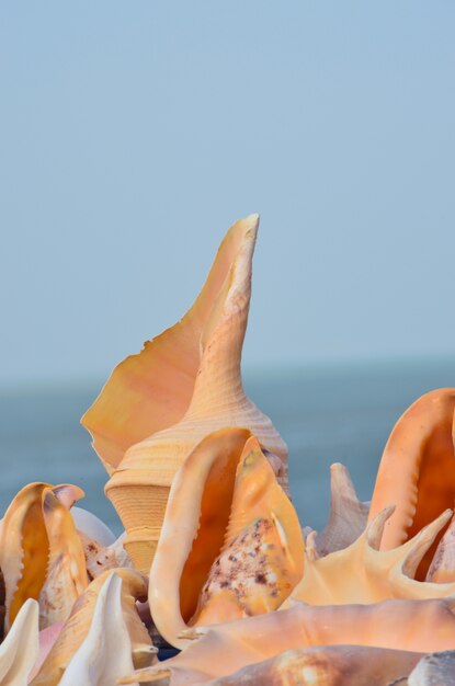 Close-up of conch on the beach