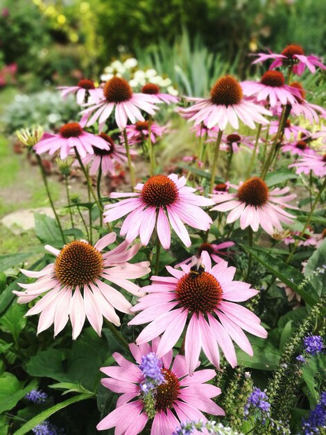 Close-up of coneflowers blooming outdoors