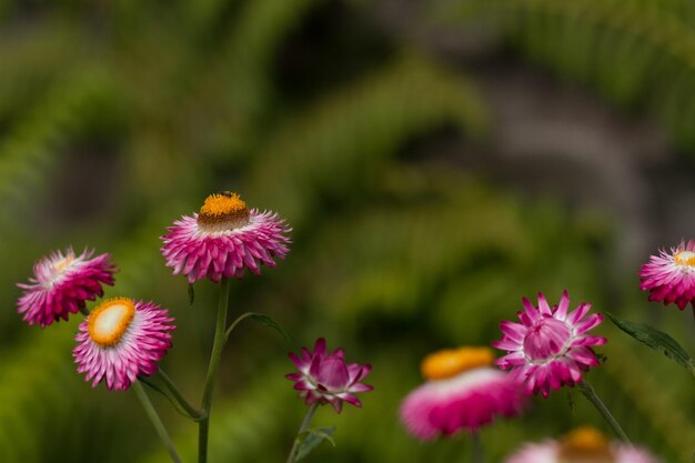 Close-up of coneflowers blooming outdoors