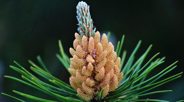 Close up of a conifer blossom