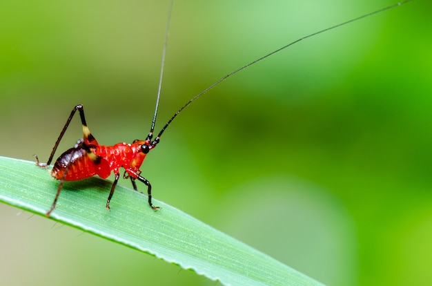 タイで撮影された草（キリギリスまたはKatydids）の緑の葉にConocephalusMelasの小さな赤黒のクリケットをクローズアップ