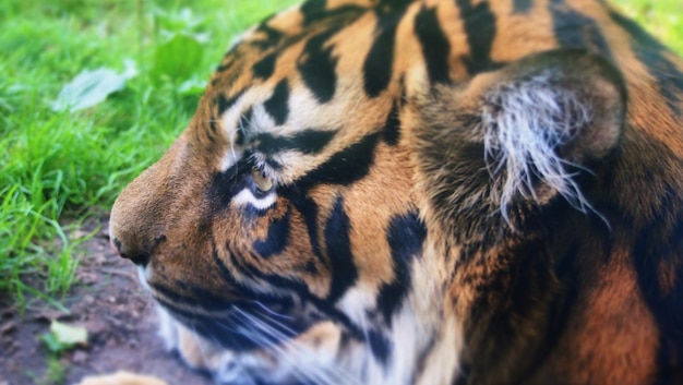 Photo close-up of contemplative tiger