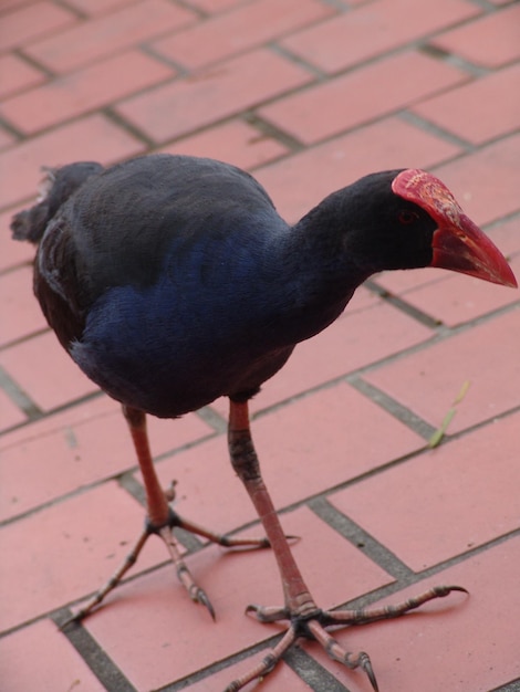 Photo close-up of coot on street