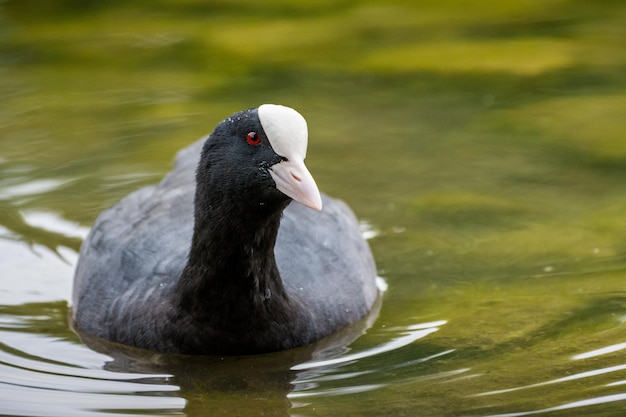 Photo close-up of coot swimming in lake