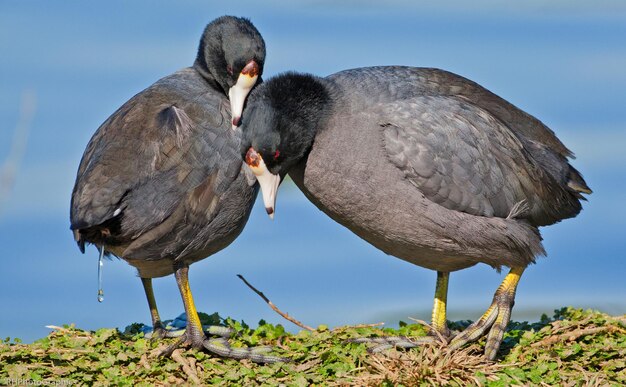 Photo close-up of coots on field by lake