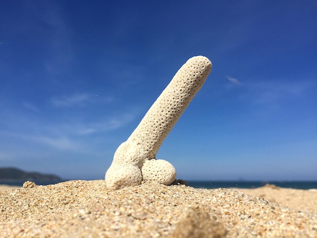 Foto close-up del corallo sulla spiaggia contro il cielo blu