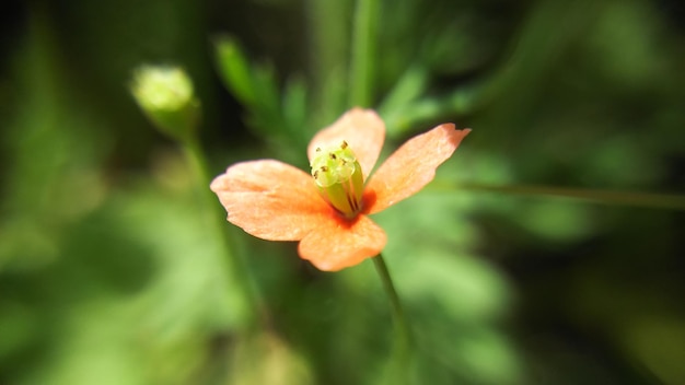 サンゴの花のクローズアップ