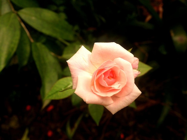 Foto prossimo piano di una rosa di corallo in fiore all'aperto