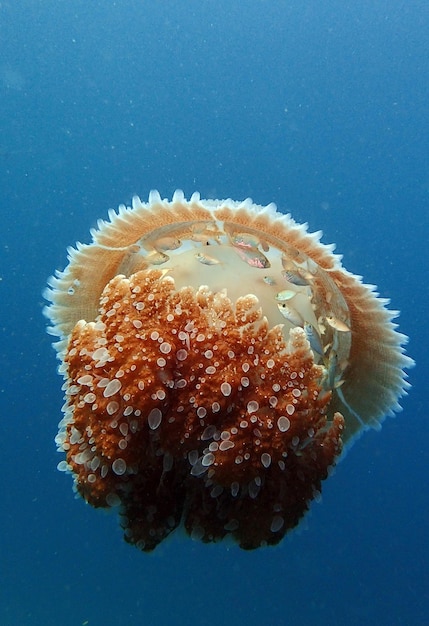 Foto prossimo piano del corallo in mare