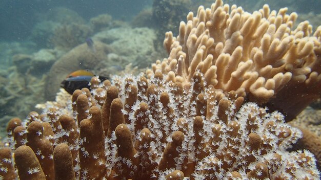 Foto prossimo piano del corallo in mare