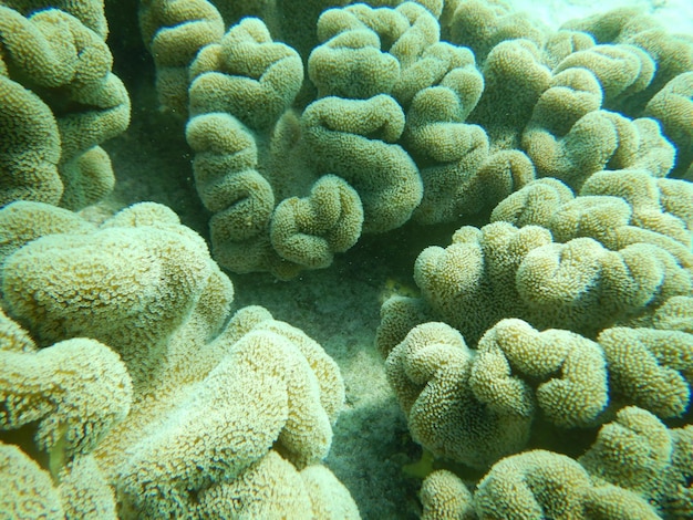 Foto prossimo piano del corallo in mare