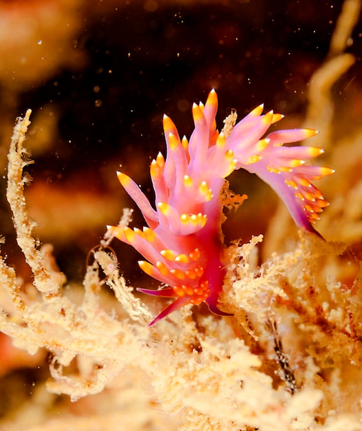 Foto prossimo piano del corallo in mare